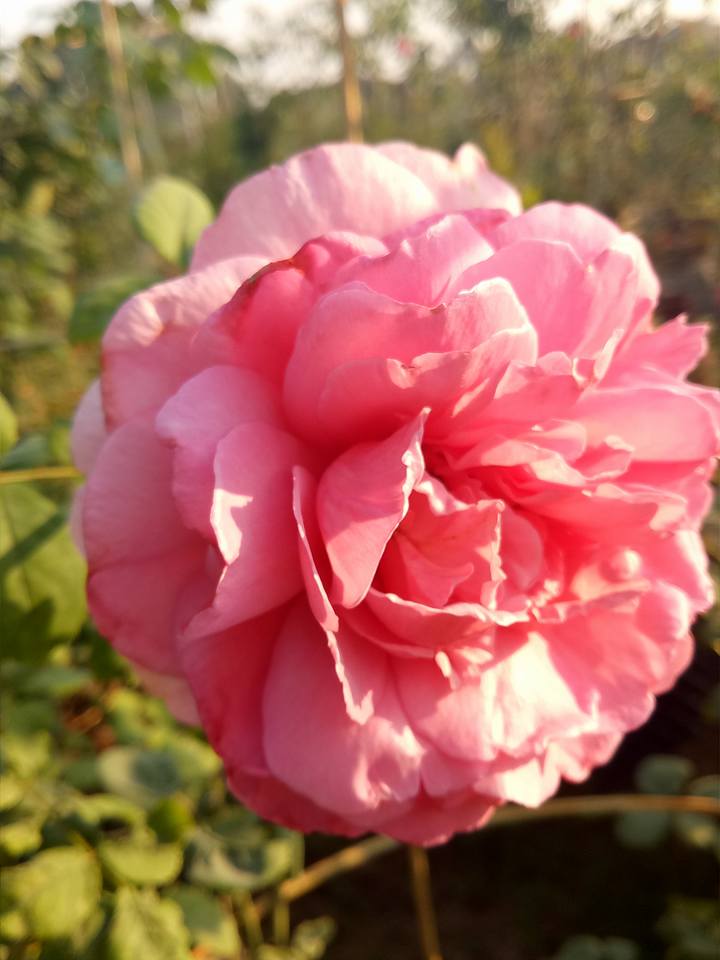Hoa hồng Princess Alexandra of kent